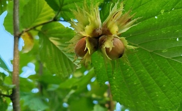 Лещина и фундук в средней полосе: декоративное растение или урожай орехов?