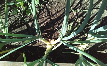 Семейный лук: описание, посадка и уход, сорта