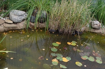 Как подготовить дачный пруд к зиме