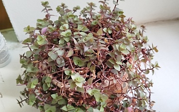 Каллизия – уход в домашних условиях