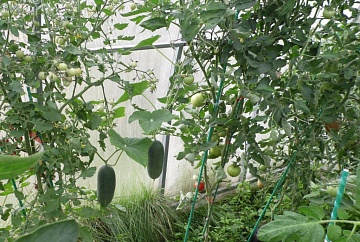 Огурцы и томаты в одной теплице: возможно ли примирить «баню» и «Африку»?