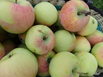 Секреты урожайного сада