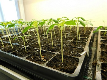 Благоприятные дни для посева рассады в марте 2026