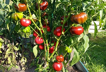 Защита овощей и ягод на грядках