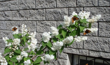 Дейция - «родная сестра» гортензии