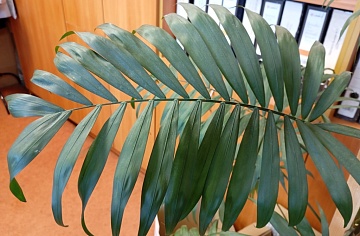 Топ-15 комнатных пальм: от самых неприхотливых до коллекционных