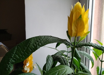 Пахистахис: выращивание и уход в домашних условиях