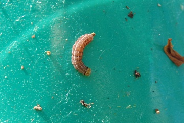 Как победить совку в огороде, теплице, саду