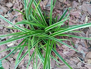 Осока Морроу: как вырастить и разместить в саду