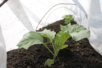 Что посадить рядом с капустой