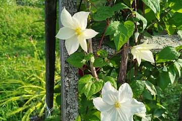 Какие растения привлекают пчел и других насекомых-опылителей