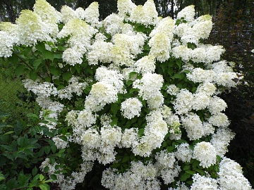 ТОП-20 сортов гортензии метельчатой
