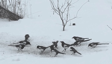 Сорока: друг или враг садовода?