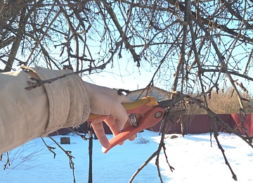 Как и когда весной грамотно обрезать плодовые деревья?