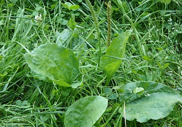 Растение подорожник в саду