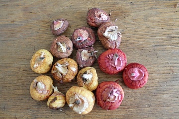 Выгонка гладиолусов перед посадкой