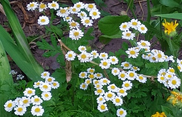 Пиретрум девичий: неприхотливая ромашка для вашего сада – полное руководство по уходу