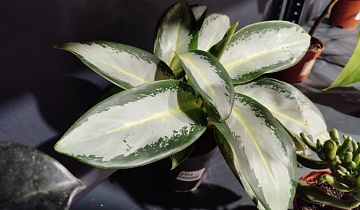 Аглаонема: тропическая красота для дома и тенистого сада