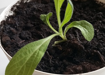 Бораго — травка, которая заменит весной первые огурцы?