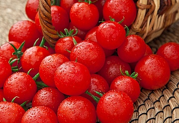 Реально ранние. ТОП-10 сортов томатов для открытого грунта и теплицы