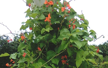 Декоративная фасоль: как вырастить и где разместить в саду