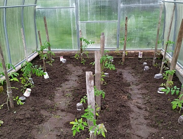 Как подготовить грядки в теплице для высадки рассады