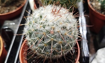 Топ-9 шаровидных комнатных растений: живые скульптуры от природы