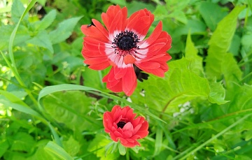 Декоративные растения, цветущие в апреле