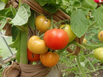 Полезное применение капроновых чулок и колготок на даче