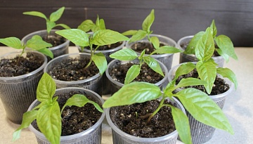 График подкормки рассады перцев и баклажанов