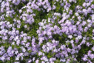 Флокс шиловидный: цветочный ковер в саду