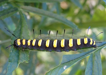 Стрельчатка ольховая: описание, чем питается, вредит ли посадкам
