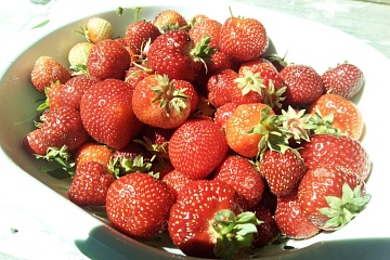 Как ускорить созревание садовой земляники? 7 проверенных способов, чтобы собрать первые ягоды раньше