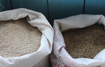 Как давать зерно козам для больших удоев