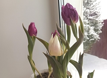 Как выгнать тюльпаны к Новому году