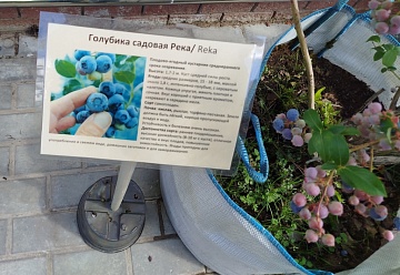 Выращивание растений в биг-бэгах — ваш огород в мешках