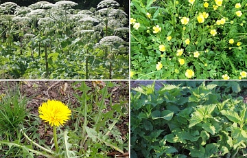 ТОП-10 злостных сорняков и как с ними бороться