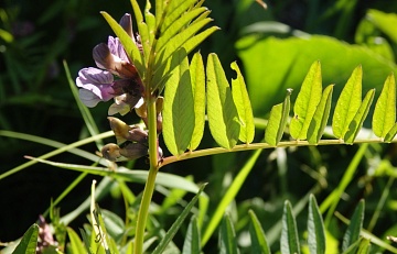 Горошек заборный, очаровательный сорняк, сидерат и кормовая культура