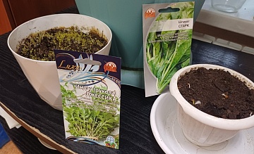 Пять видов зелени, которые быстро растут на подоконнике