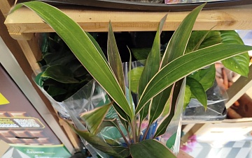 Кордилина – тропическая красавица с характером