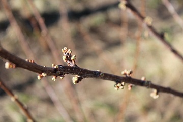 Как правильно обработать сад по зеленому конусу и какие препараты выбрать