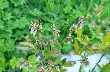 Уход за голубикой весной: обрезка, подкормка, обработка