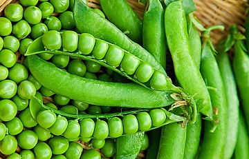 Как правильно выбрать сорта гороха