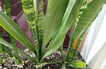 Комнатные растения на кухне 