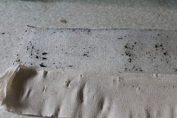 Как выращивать рассаду в туалетной бумаге