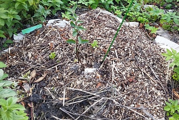 Что скрывает мульча: кто в ней зимует и как безопасно для растений ее использовать