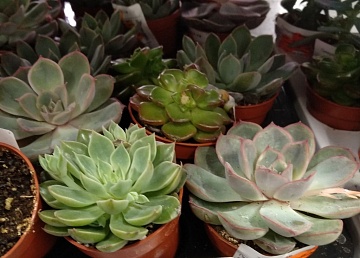 Эхеверия (каменная роза): что это за растение и как за ним ухаживать