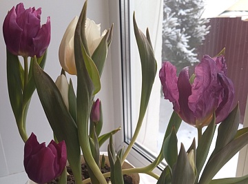 Как выгнать тюльпаны к Новому году