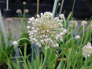 Многолетние луки: ранняя зелень с грядки