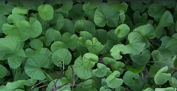 Центелла азиатская (готу кола): выращивание и уход